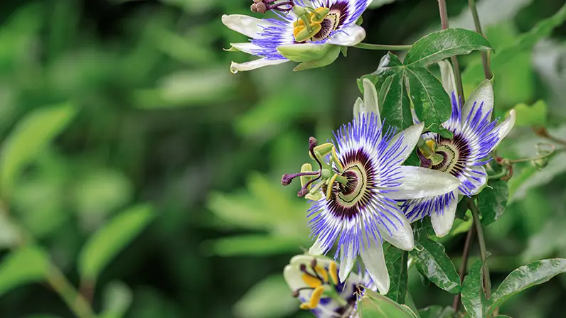Passiflora_2_796x448 - Integratore per dormire passiflora