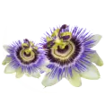 Passiflora - Passiflora per dormire